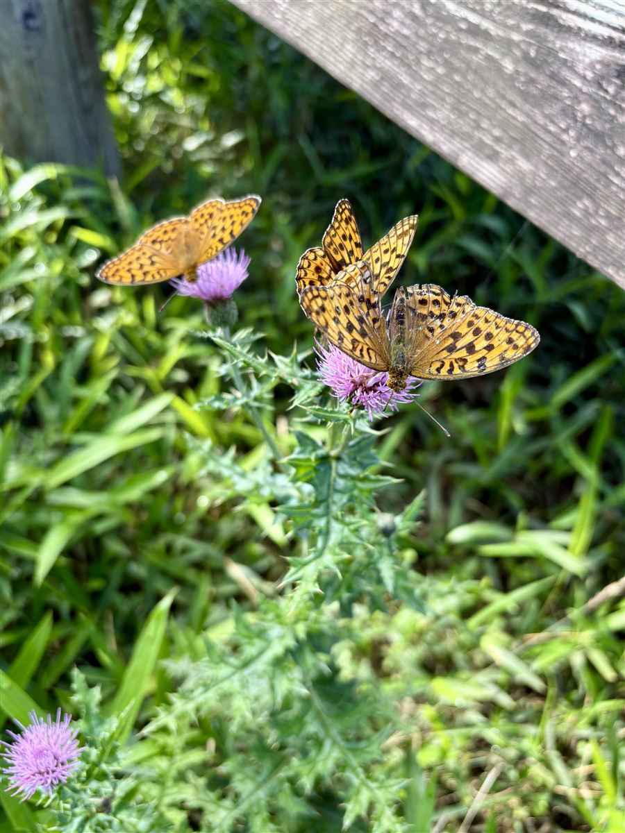 アザミの花で蜜を吸う2匹の蝶