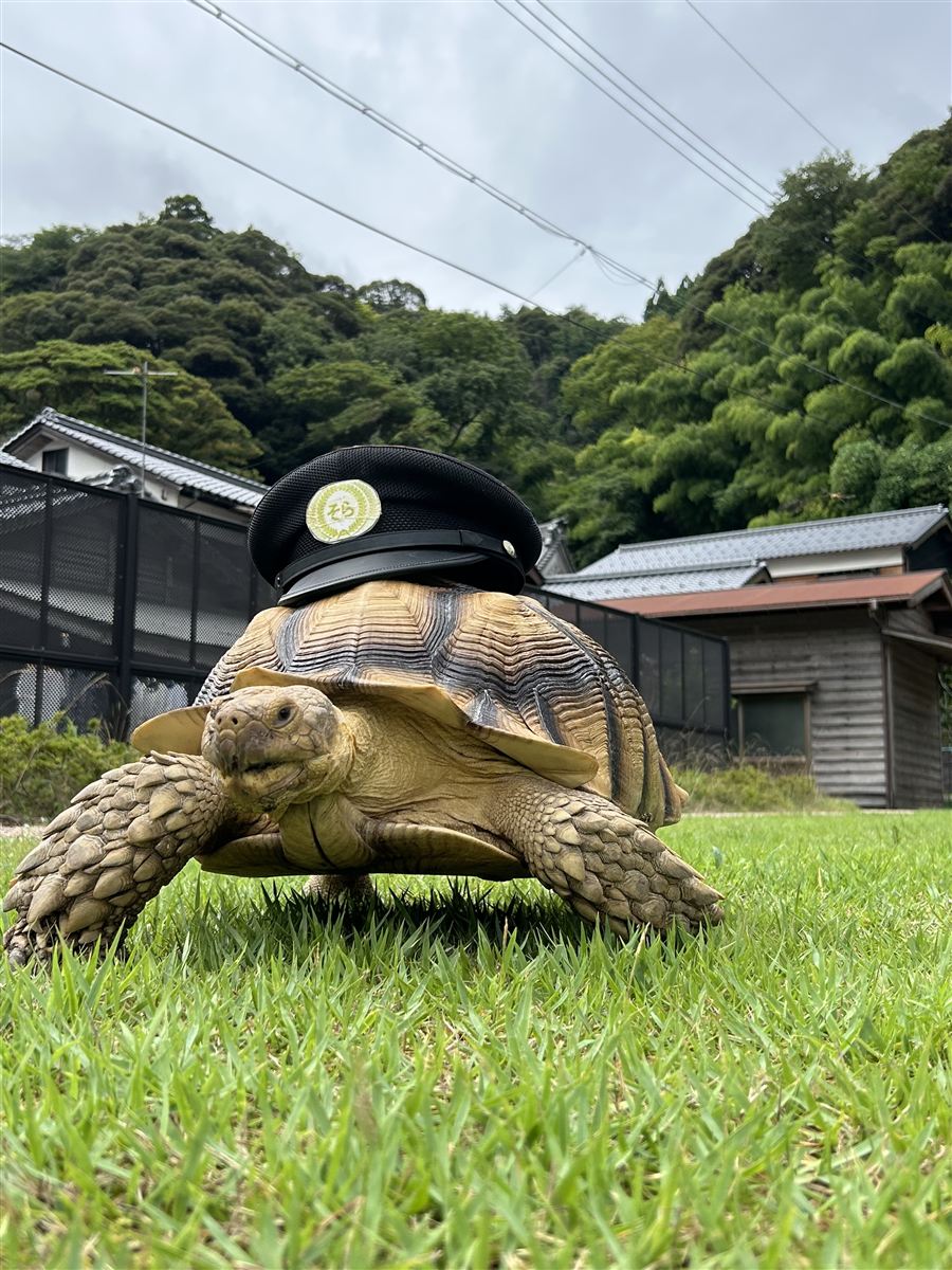 帽子をかぶった駅長そらちゃん