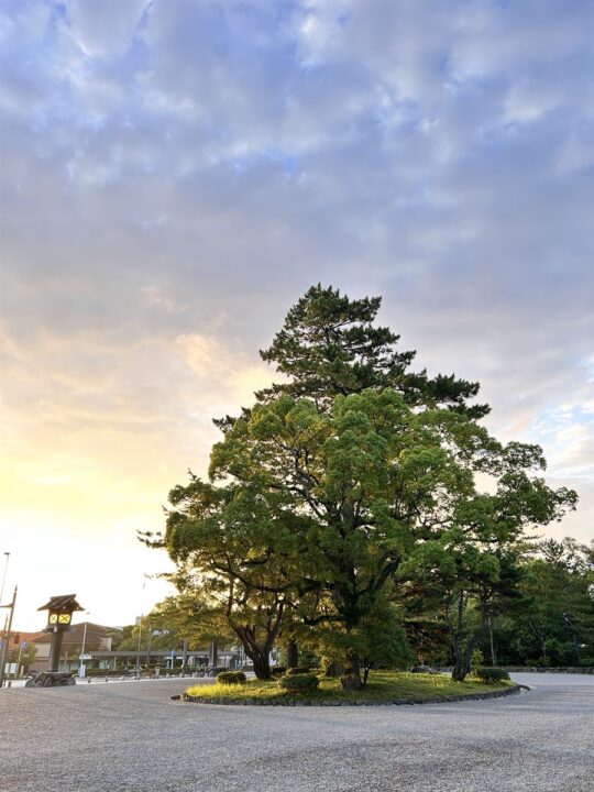 伊勢神宮外宮に差し込む朝日