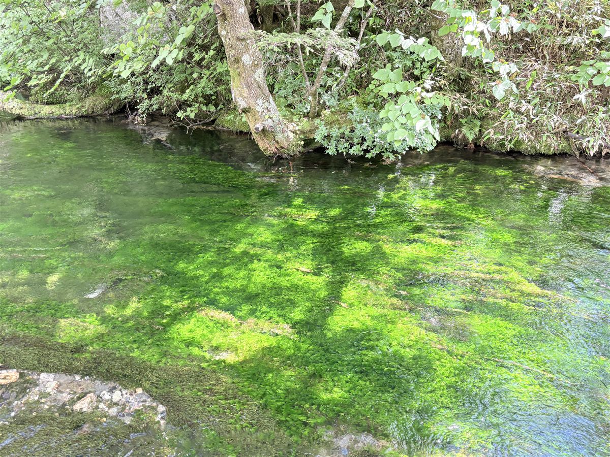 透明な梓川の流れと苔の緑