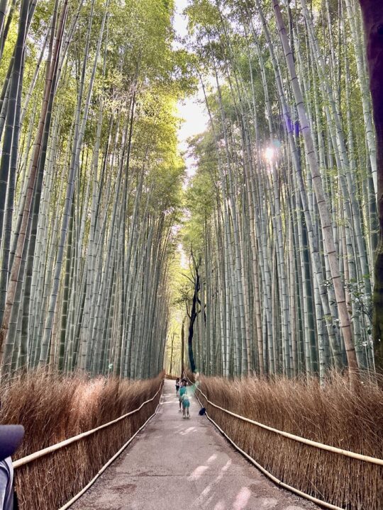 早朝の嵐山・竹林の小径