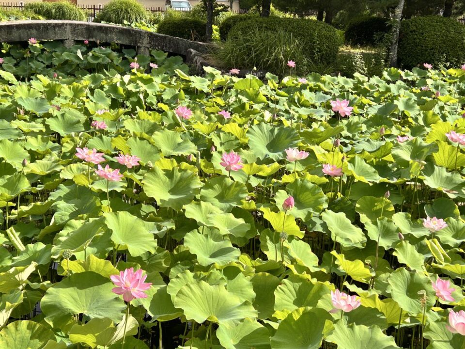嵐山で見た蓮の花の池