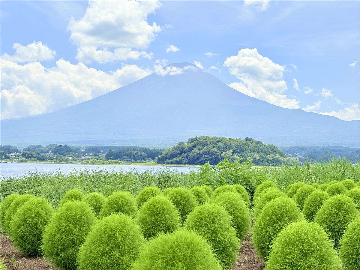 大石公園の緑のコキアと富士山