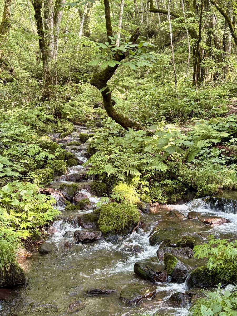 木谷沢渓流の流れと苔むした岩