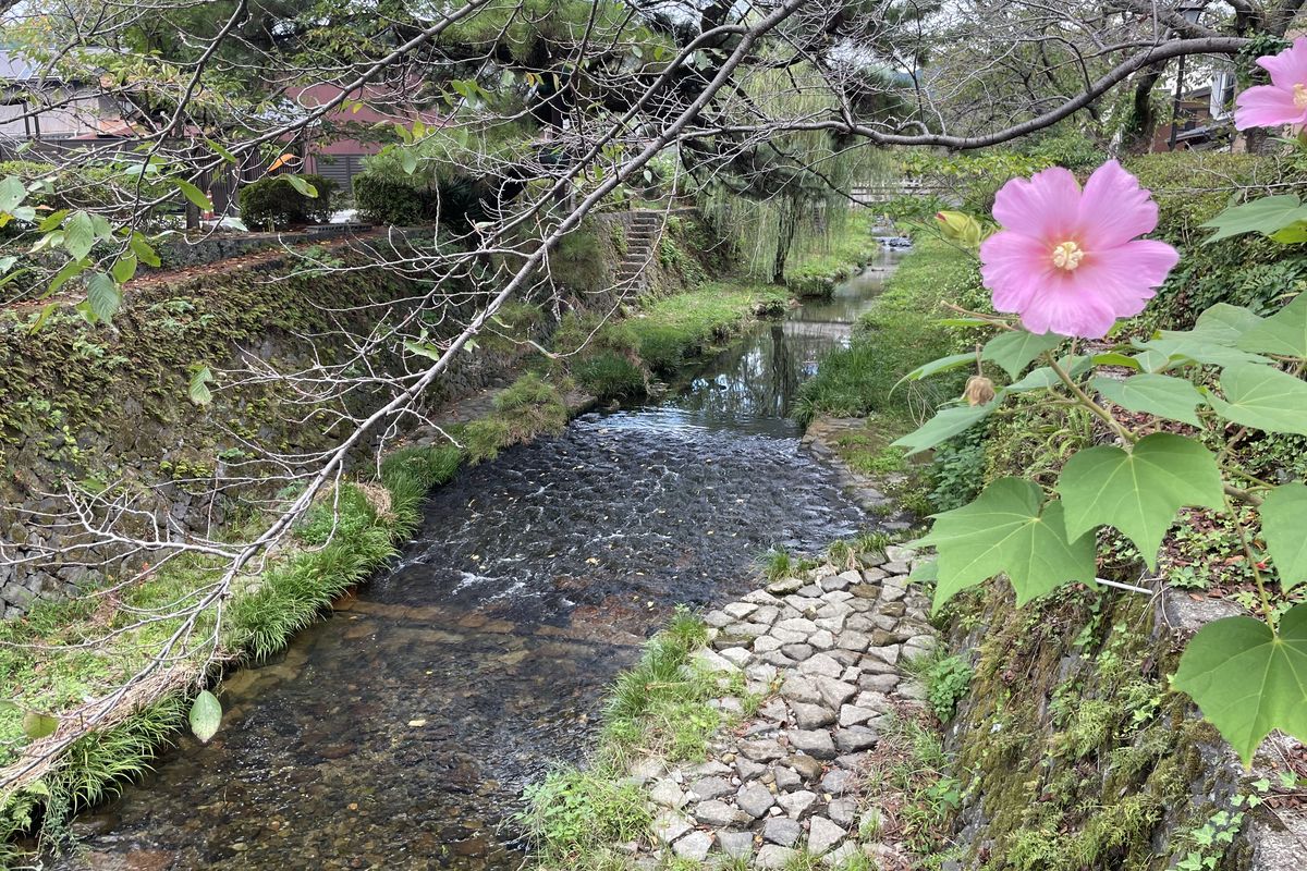 山口市・一の坂川の流れと芙蓉の花