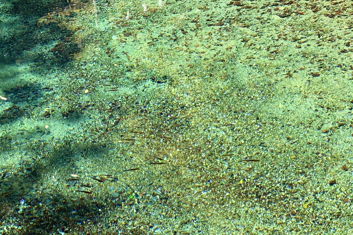 透明度の高いエメラルドグリーンの別府弁天池の水面
